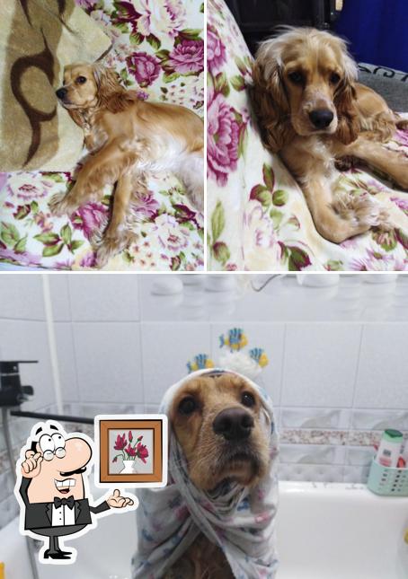 Шашлычная Amira