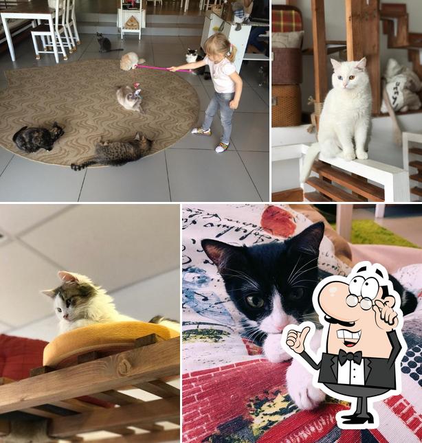 Котейная