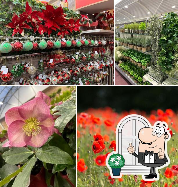 Astbury Meadow Garden Centre