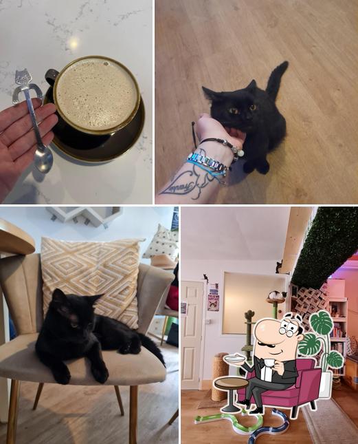 Kiko’s Cat Cafe