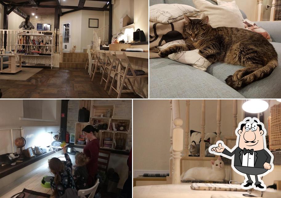 Zoki cat cafe