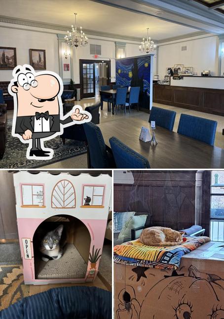 Starry Night Cat Café