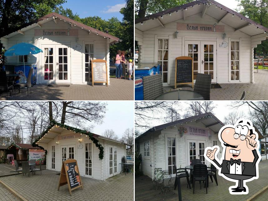 Белый кролик