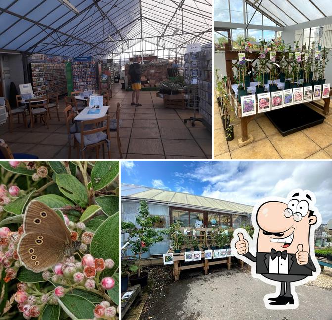 Dundry Nurseries & Garden Centre