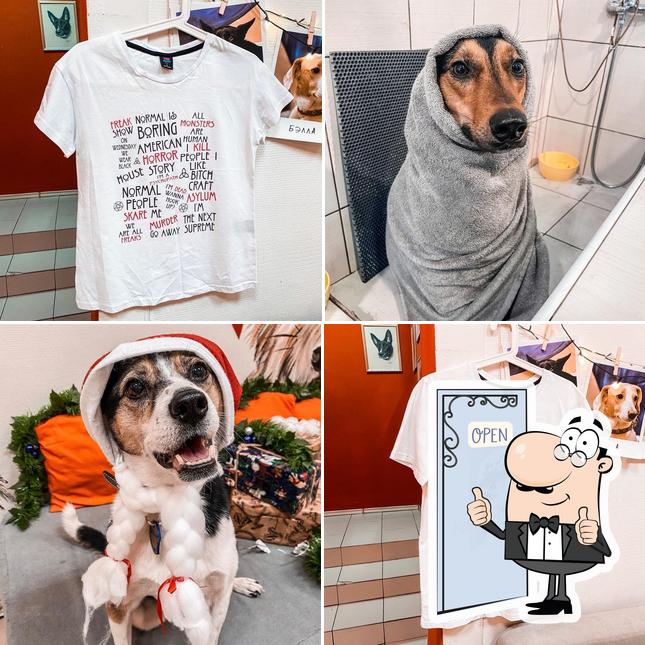 Dog House Novosibirsk