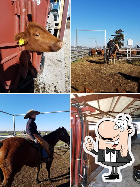 Burnett Red Angus