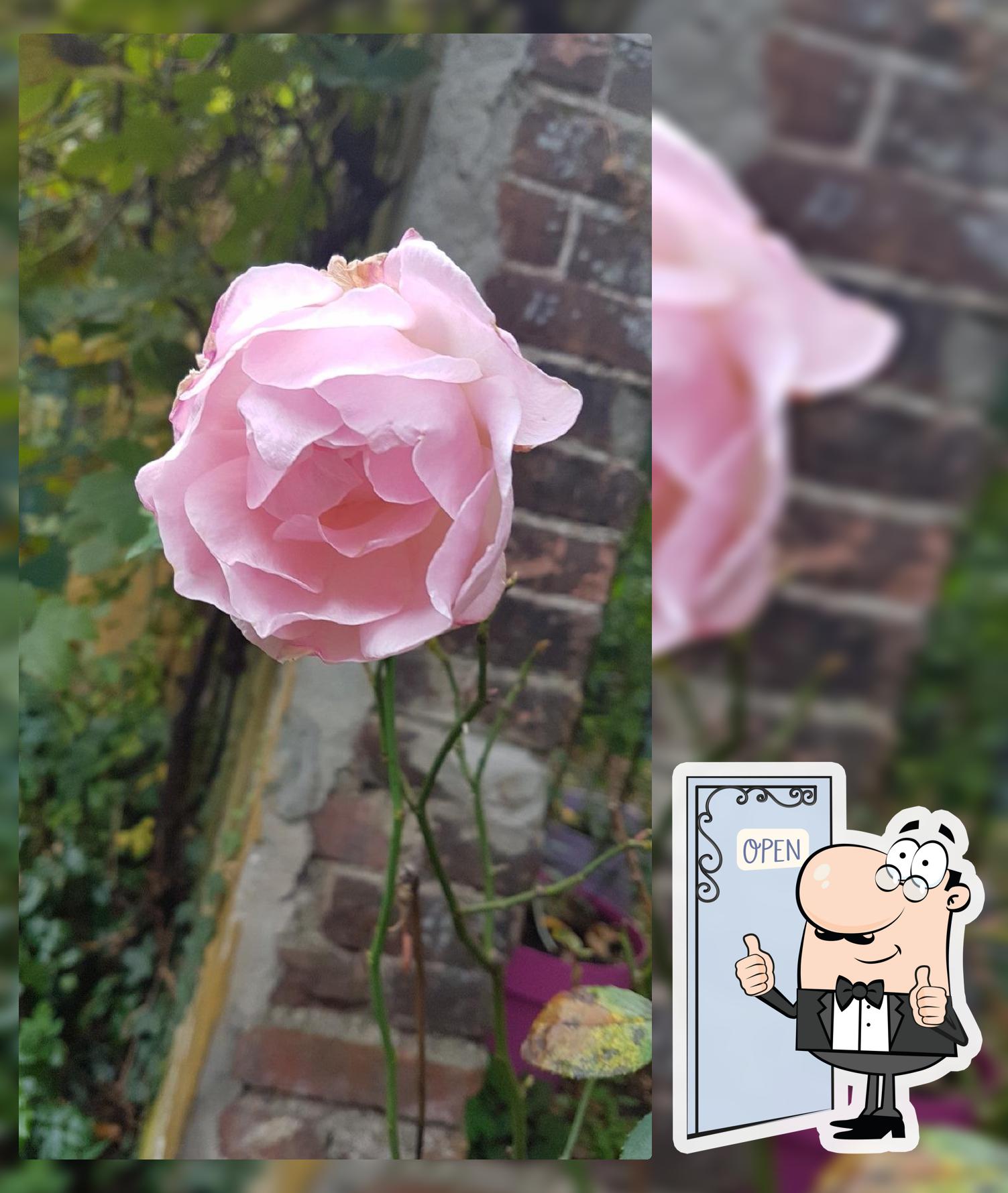 T Lambertje