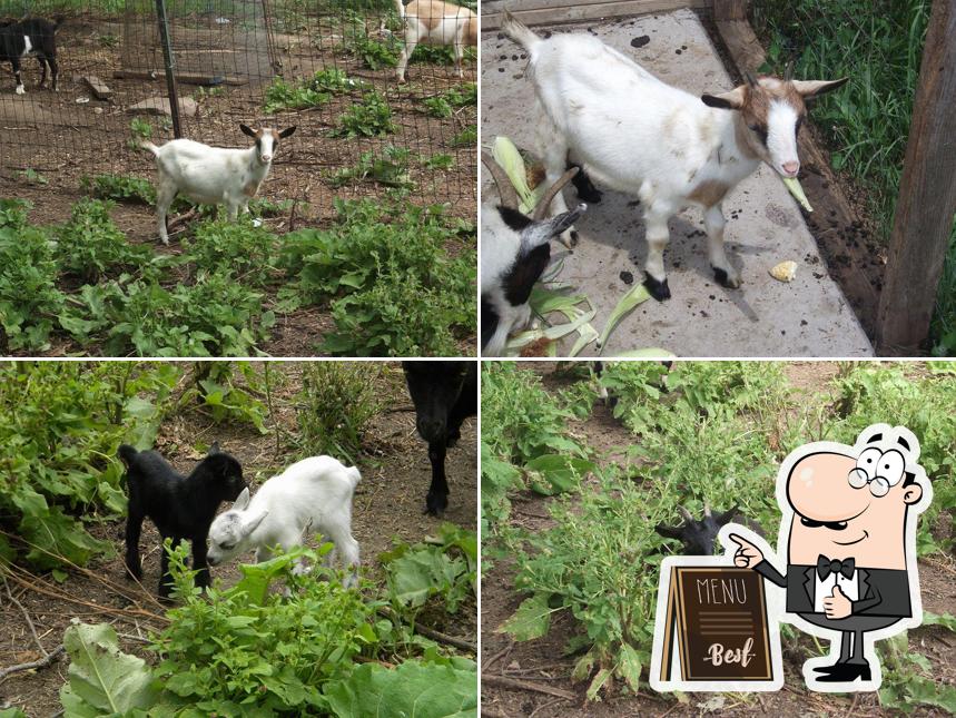 The Goats of Golden Grove