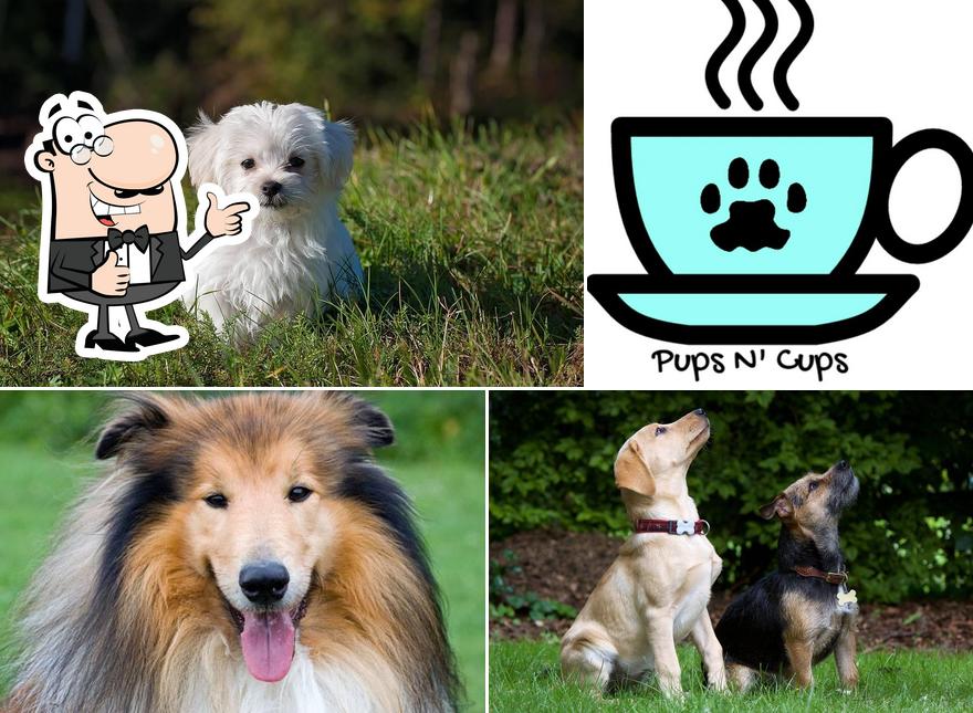 Pups N' Cups