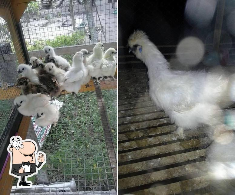 ไก่ดำญี่ปุ่นนราธิวาส