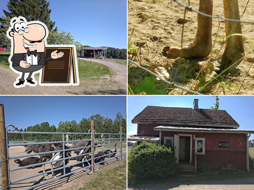 Ketola Ostrich Farm