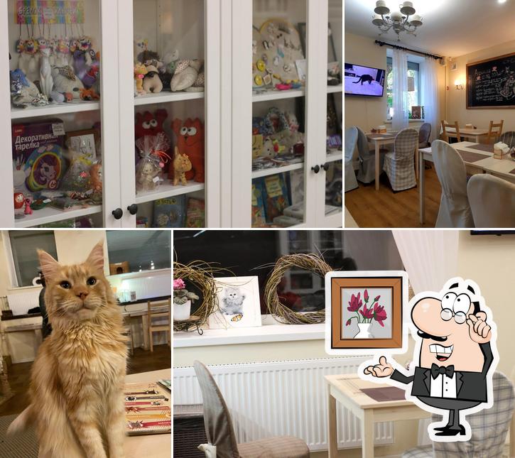Zoki cat cafe