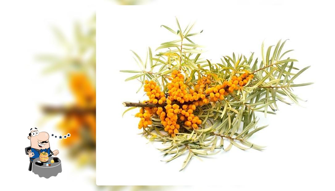 Sea Buckthorn the Fruit of the future.