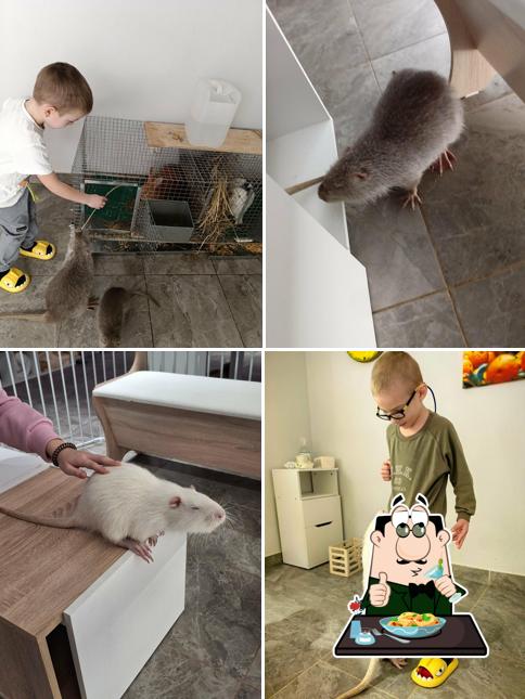 Бар Капибар