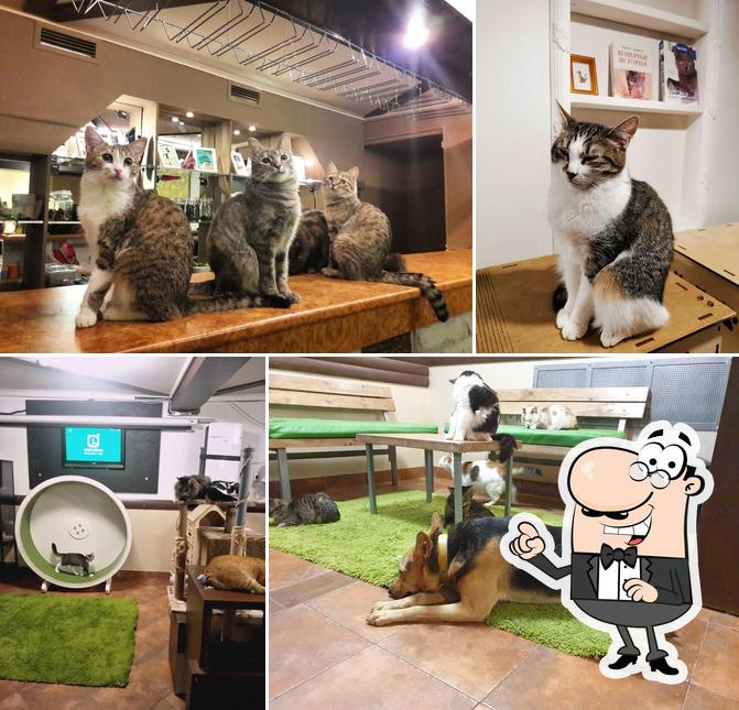 Котопёсокафе "Мурррчим"