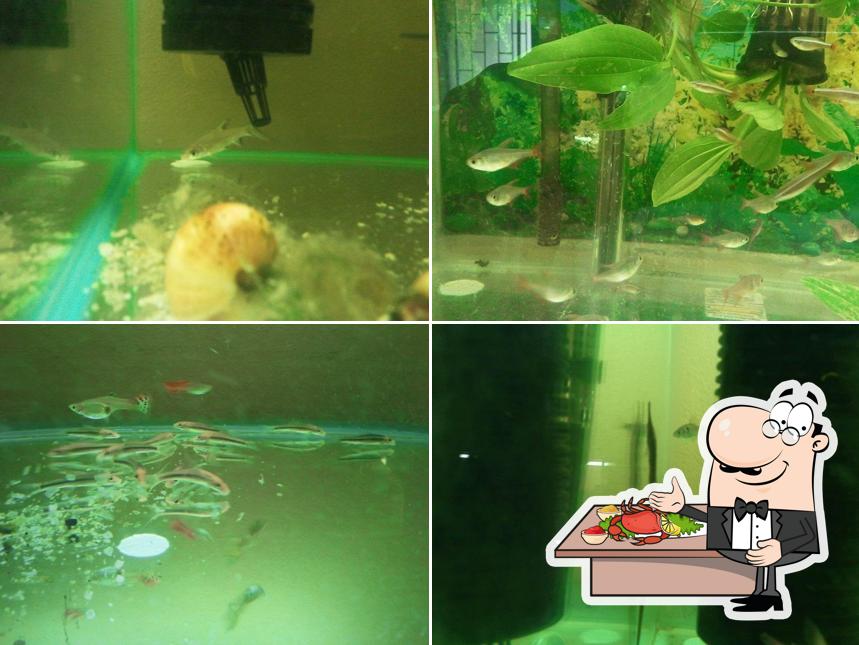 Fish at Home
