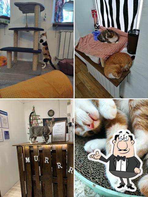 Котокафе Мурчелло