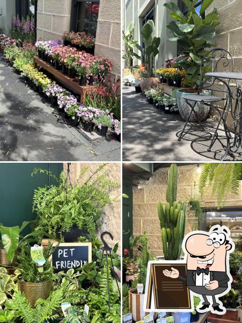 Stanley Green - Plant Shop, Café, Wine & Cocktail Bar