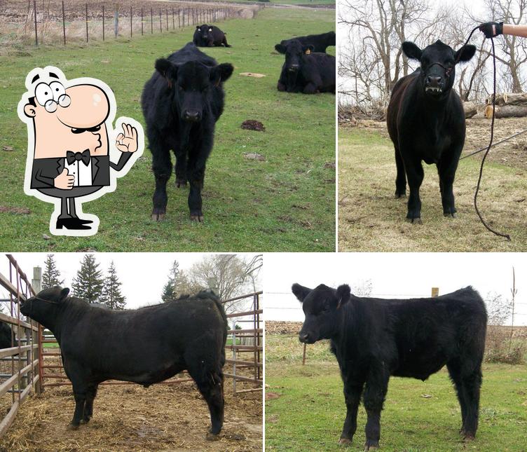 Berget Show Cattle