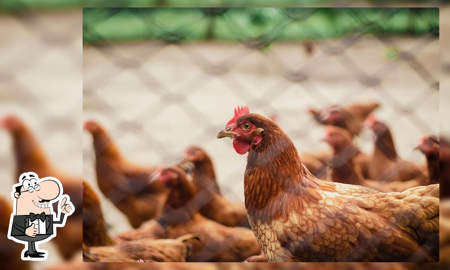 Todo Pollo Todo Cerdo