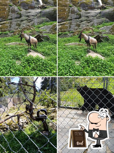 Zoo et piscine des Marécottes