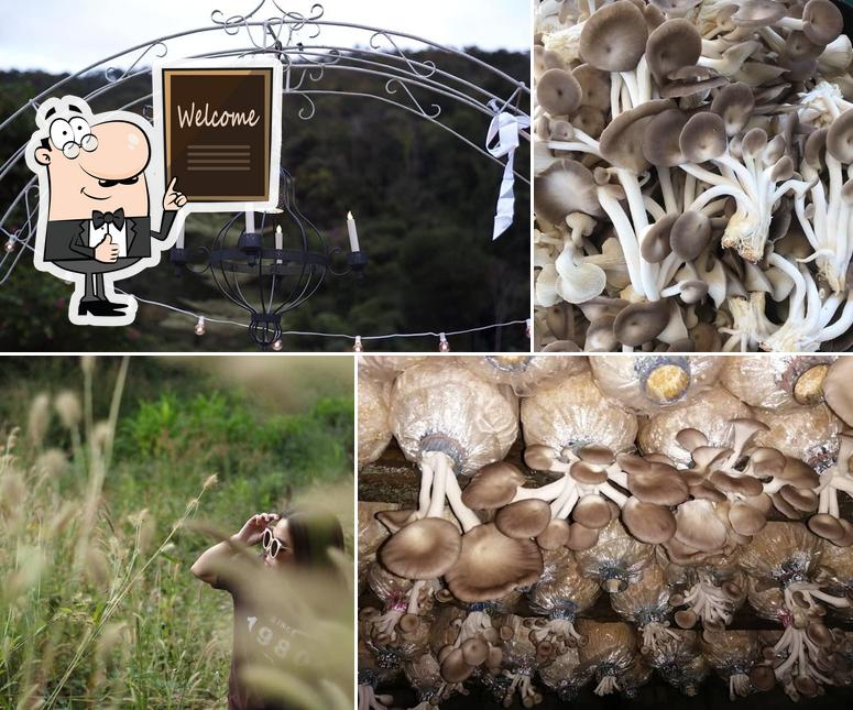 Phaya mushroom