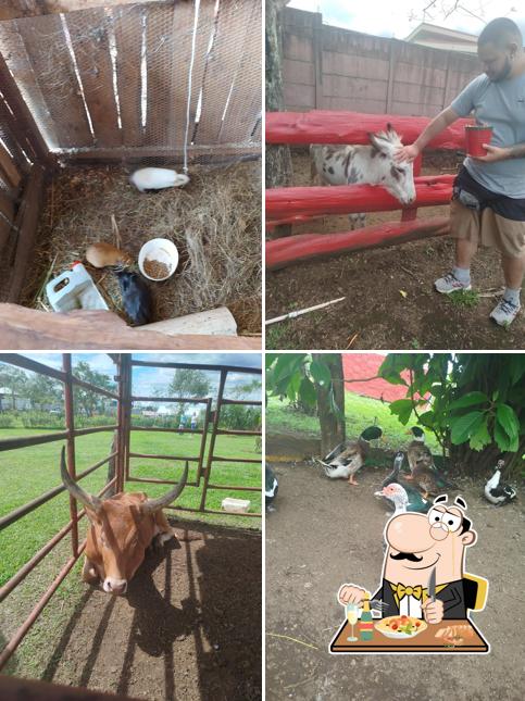 Granja Rysol