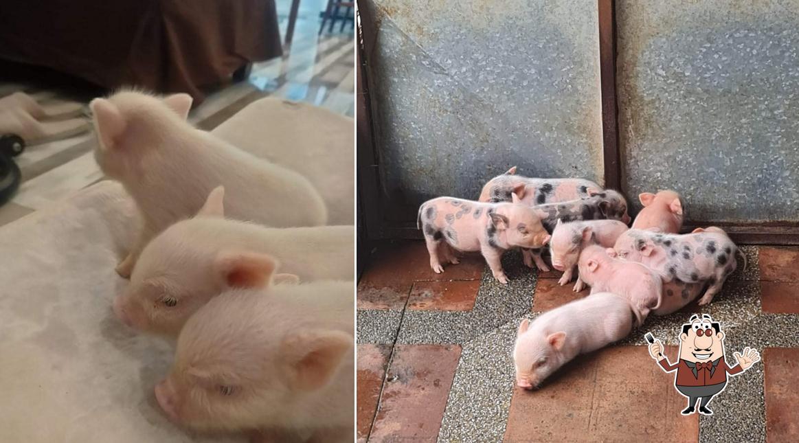 Pot Belly Pigs