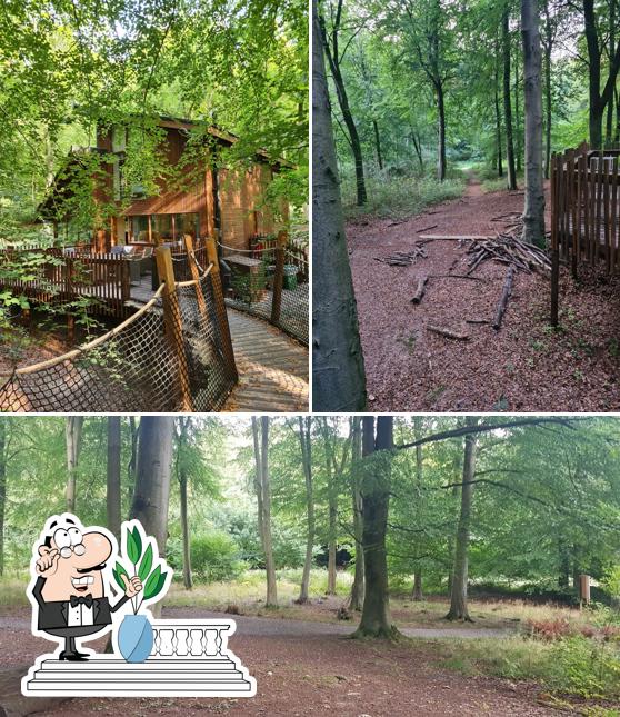 The Forest Retreat