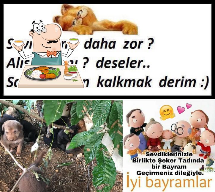 Harvel Han