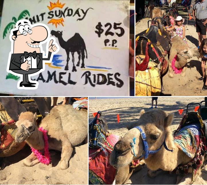 Whitsunday Camel Rides Pty Ltd