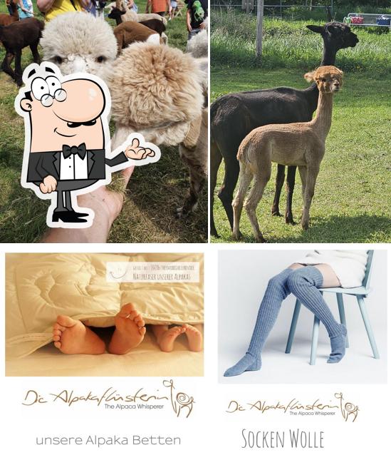 ALPAKA HOF online FARM SHOP BIO EIS Alpaca Finca Spreewald