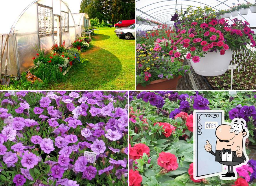 Good Earth Gardens