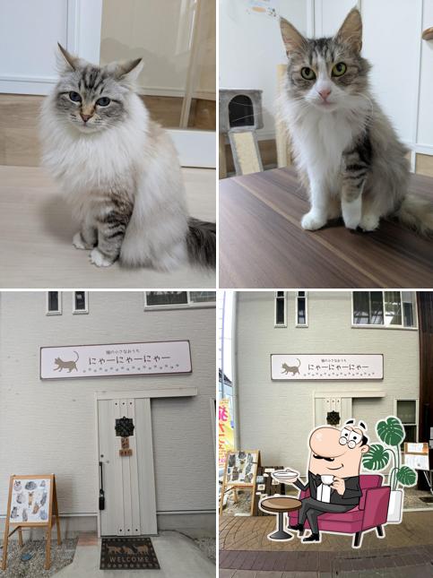 Cats Cafe Nyanyanya