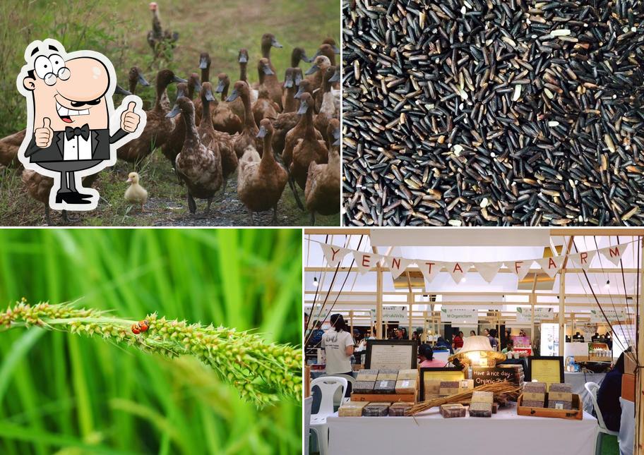 บ้านเย็นตา เกษตรอินทรีย์ (Bhanyenta Organic Farm)