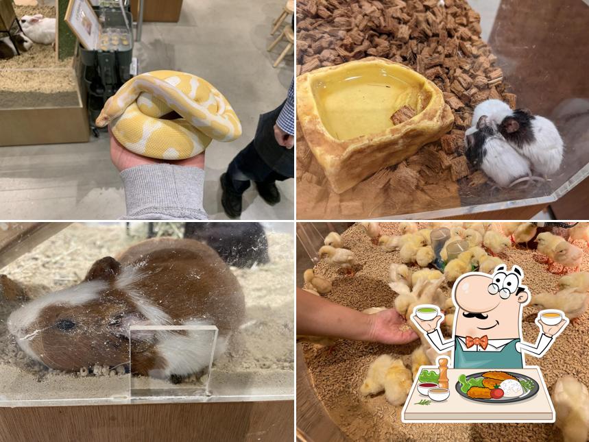 Moff animal cafe AEON MALL Shin-Rifu