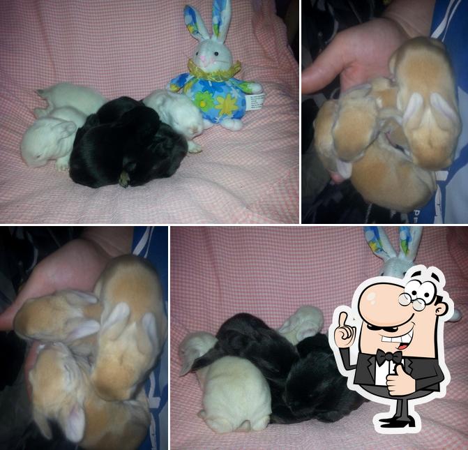 Kim's Kits Rabbitry