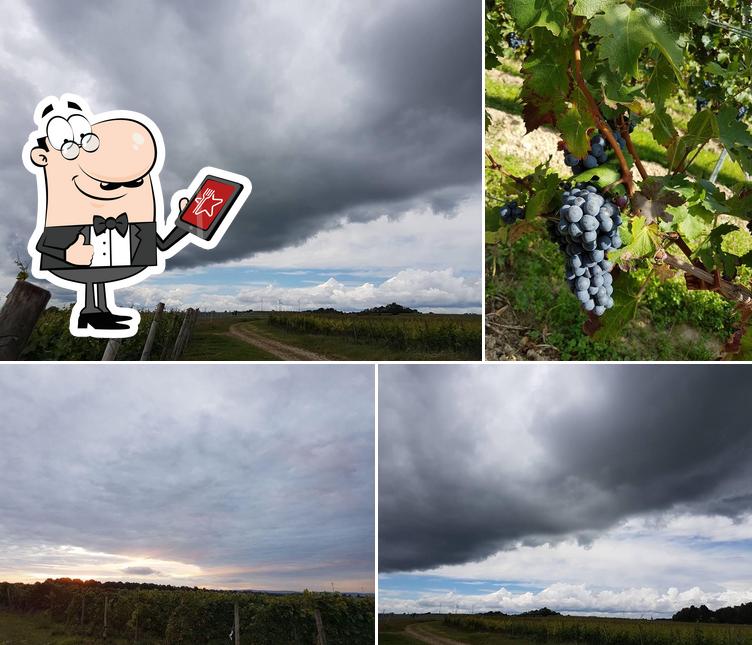 Weingut & Gutsschänke Steigerhof