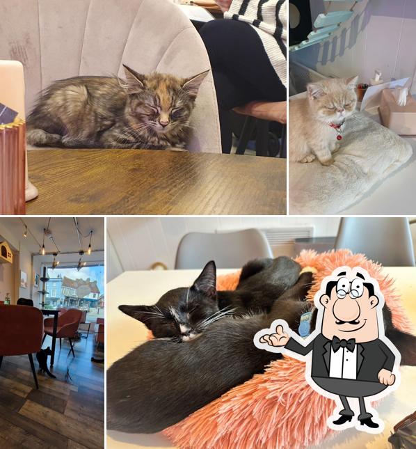 Meow Cat Cafe