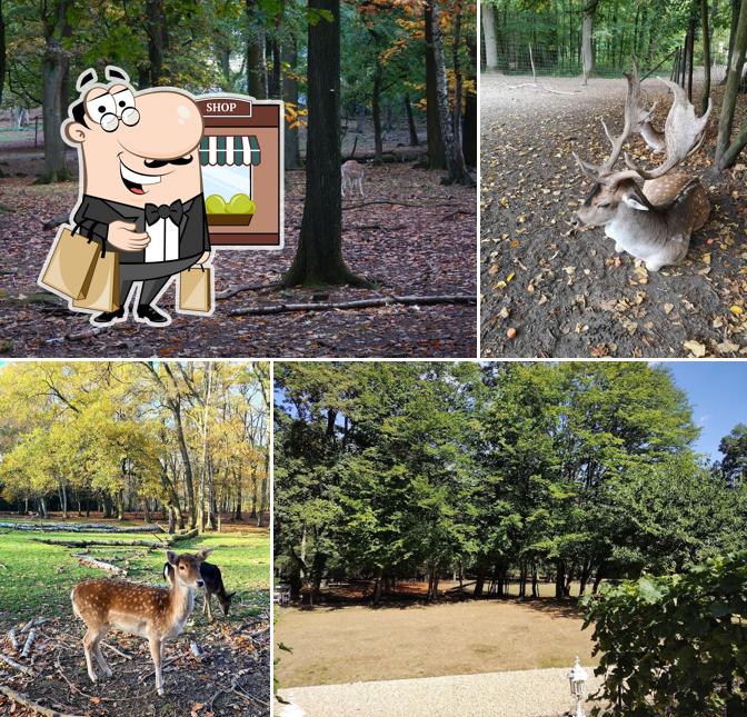Bohler Heide