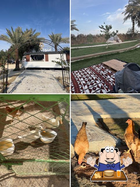 مزرعة قنوان