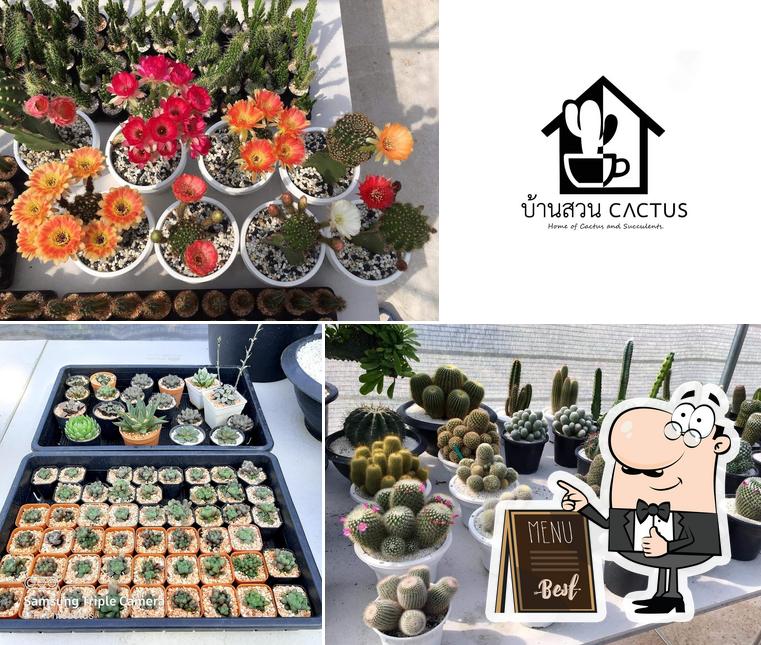 บ้านสวนcactus