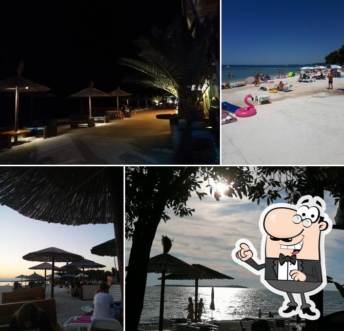 Beach Bar Shark