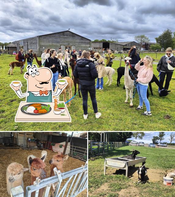 Rushfield Alpacas