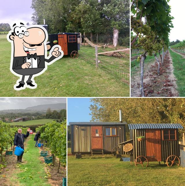 Adgestone Vineyard