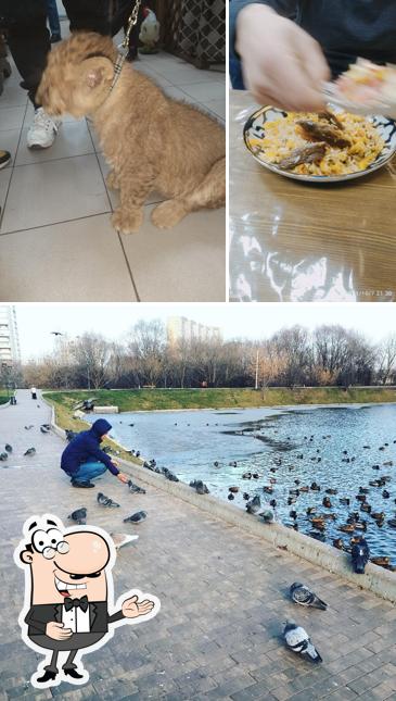 Шаурма