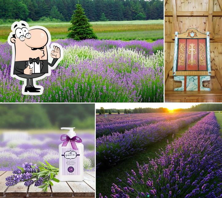 Fragrant Isle Lavender Farm & Shop