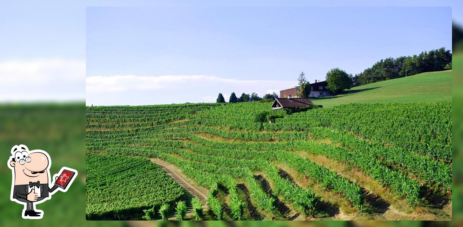 Bitterli-Gerster Weinbau