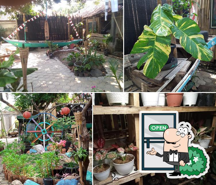 Kaya Bali