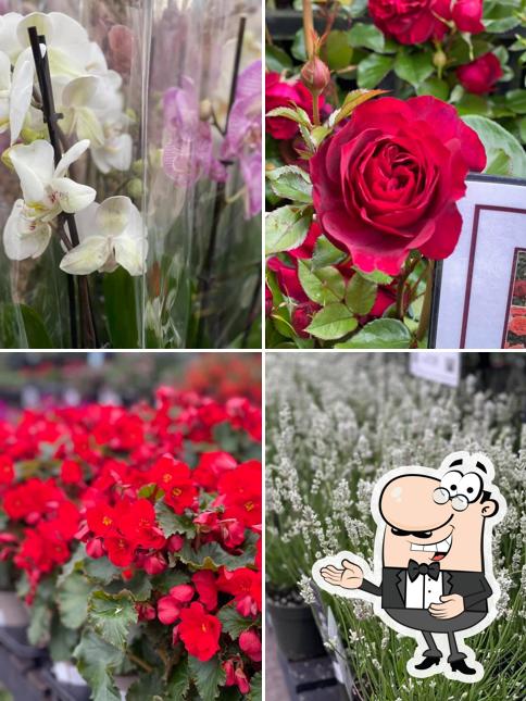 Radway Bridge Garden Centre Hereford